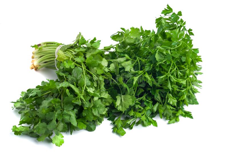 coriander bunch /  धनिया